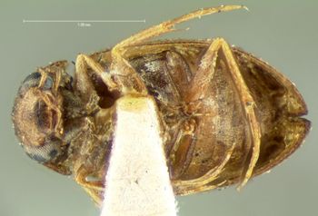 Media type: image;   Entomology 3077 Aspect: habitus ventral view